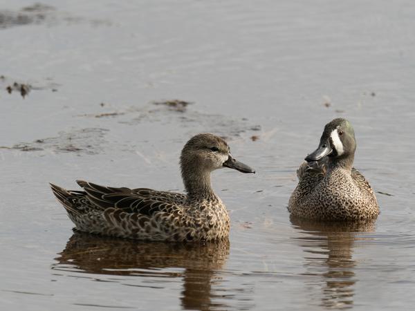 <h3><a href="/trips/orlando/biota/animalia/chordata/aves/007 anseriformes/003 anatidae/anas discors/anas discors-nl.html">Anas&nbsp;discors</a> / Blue‑winged&nbsp;teal / Blauwvleugeltaling</h3>OM-1 Mark II met M.300mm F4.0 + MC-14, 1/2000 sec  bij F5.6, ISO 800, afstand 16.3&nbsp;m